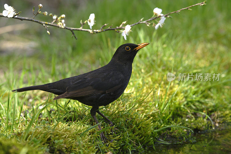 黑鸟（Turdus merula）